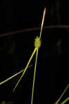 Sulphur sedge